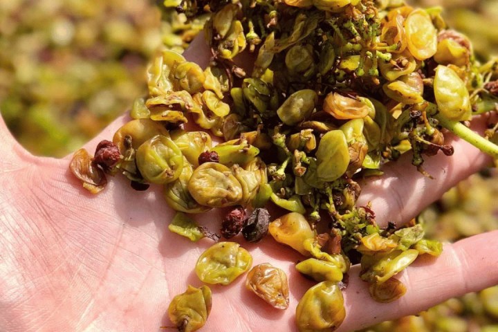 turin wine tasting tour