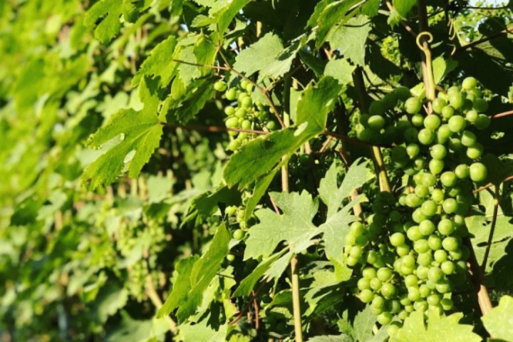 turin wine tasting tour