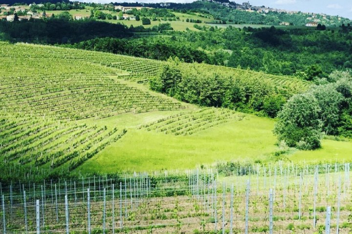 turin wine tasting tour