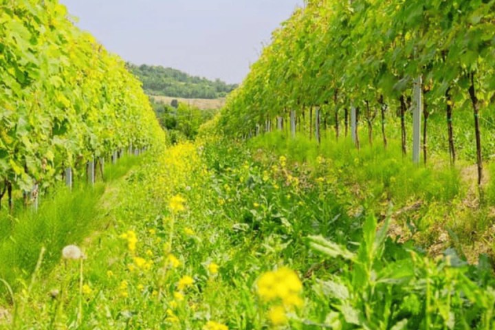 turin wine tasting tour