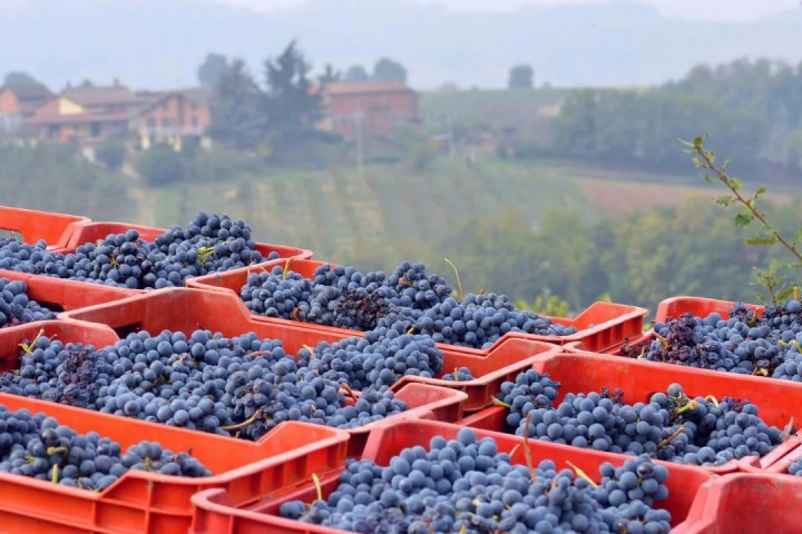 Tortona wine tasting