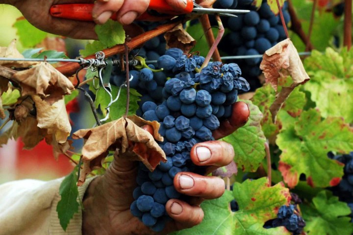 Tortona wine tasting