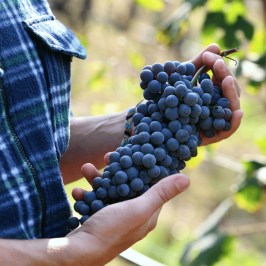 turin organic winery tour