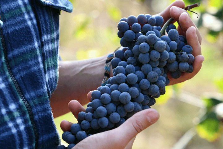 turin organic winery tour