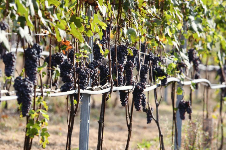 turin organic winery tour