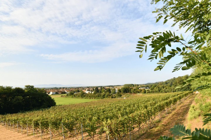 turin organic winery tour