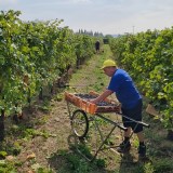 Valpolicella wine tour