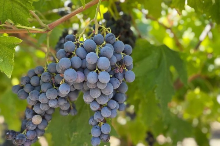 Valpolicella wine tour