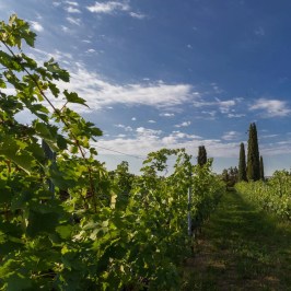 Valpolicella wine tour