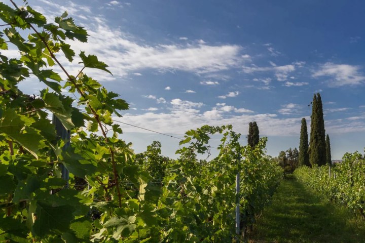 Valpolicella wine tour