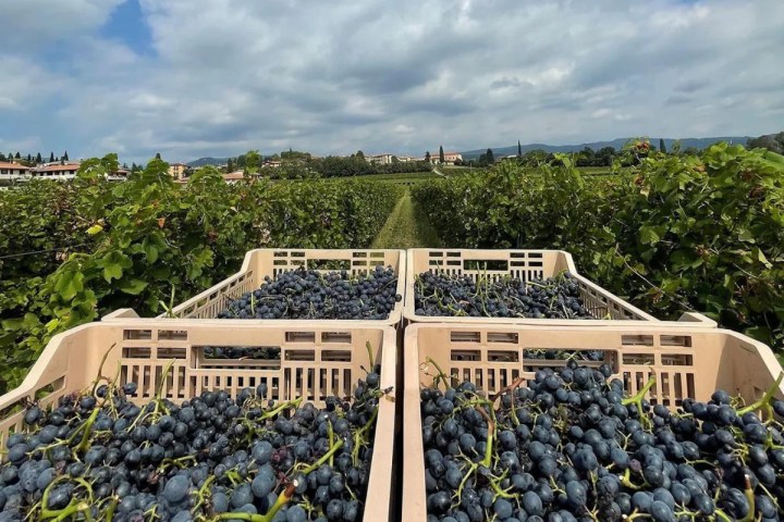 Valpolicella wine tour