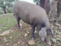 Iberian Pig tour