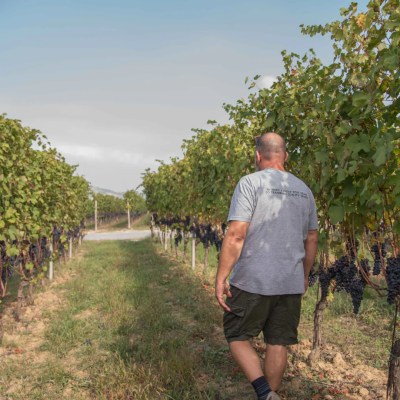 neive wine tasting tour