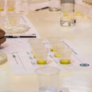 Chianti wine and olive tour in Italy