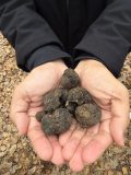 truffle hunting Italy