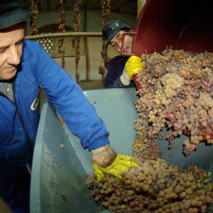 Two workers sorting grapes with yellow gloves; one pours, the other arranges in a blue container.