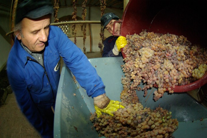 Two workers sorting grapes with yellow gloves; one pours, the other arranges in a blue container.