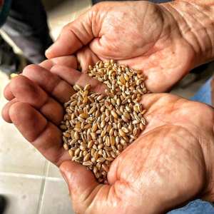 Ancient grains wheat milling workshop Tuscany