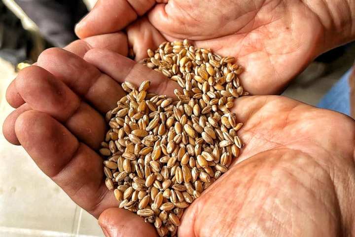 Ancient grains wheat milling workshop Tuscany