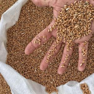 Learning about ancient vs modern wheat grains in a Tuscany food class