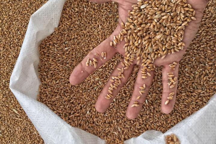 Learning about ancient vs modern wheat grains in a Tuscany food class