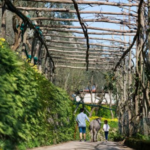 Walking through lemon groves on a farm experience in Sorrento Peninsula