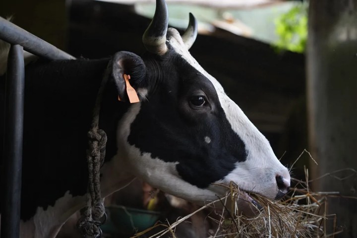 Black and white cow eating hay in a barn with a rope around its neck.