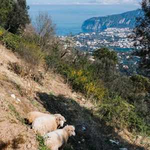 Two sheep on a hillside with a distant view of a coastal landscape.