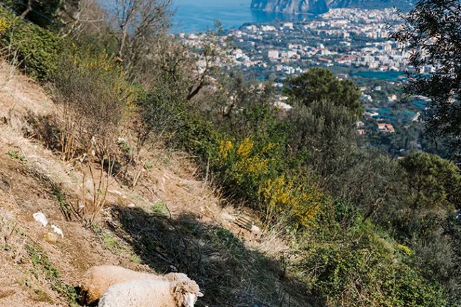 Two sheep on a hillside with a distant view of a coastal landscape.