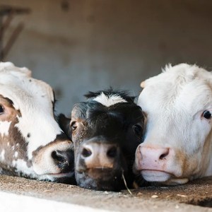 Three cows with ear tags are closely huddled together in a barn.