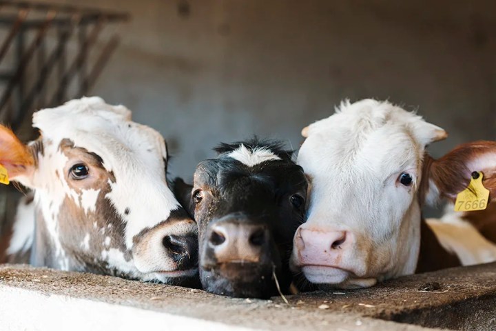 Three cows with ear tags are closely huddled together in a barn.