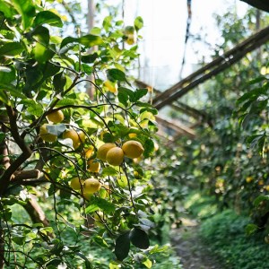 lemon groves on a farm experience in Sorrento Peninsula