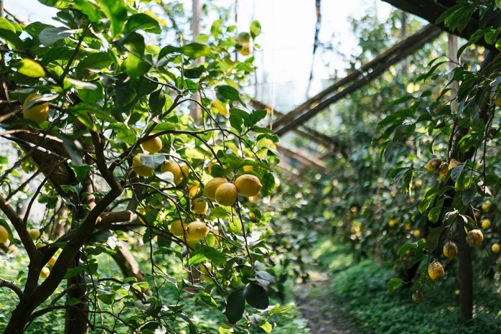 lemon groves on a farm experience in Sorrento Peninsula