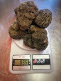 A pile of black truffles weighs 895 grams on a digital scale.