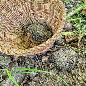 Small-group truffle hunt followed by wine tasting