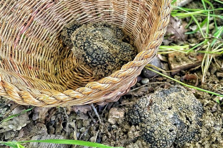 Small-group truffle hunt followed by wine tasting