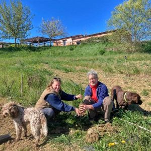 Truffle dog finding fresh truffles during a guided hunt