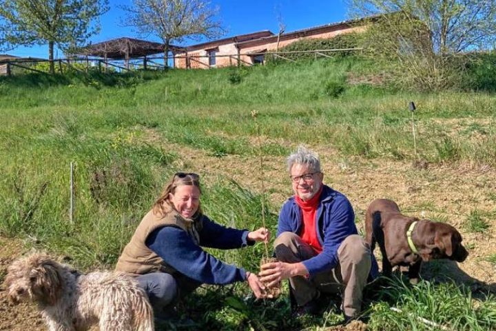 Truffle dog finding fresh truffles during a guided hunt