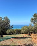 Olive trees on a hillside with nets laid on the ground, overlooking a blue sea under a clear sky.