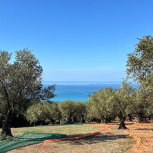 Olive trees on a hillside with nets laid on the ground, overlooking a blue sea under a clear sky.