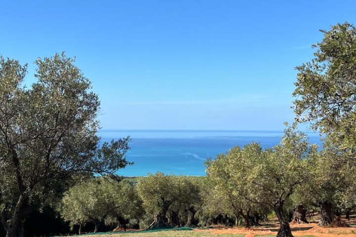 Extra virgin olive oil tasting experience in Calabria