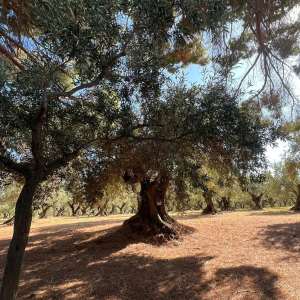 Olive groves in Francavilla Angitola Calabria