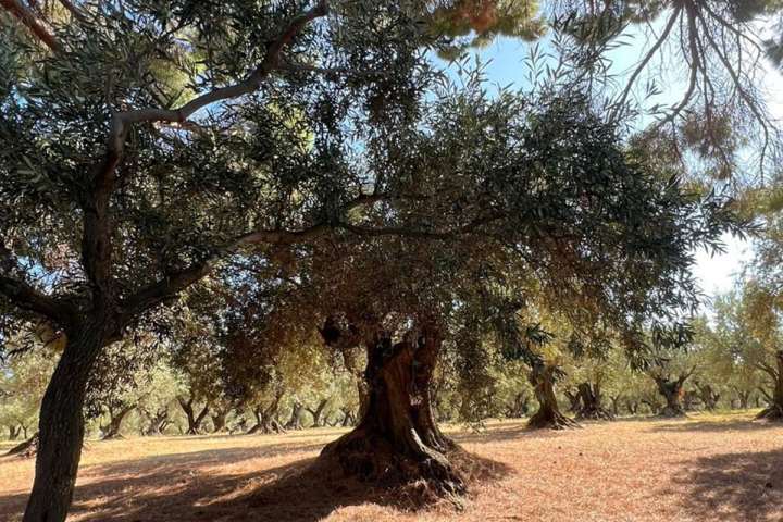 Olive groves in Francavilla Angitola Calabria