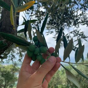 Olive groves in Francavilla Angitola Calabria
