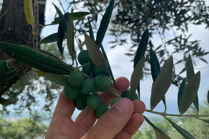Olive groves in Francavilla Angitola Calabria