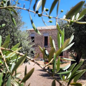 Stone house framed by olive branches on a sunny day.