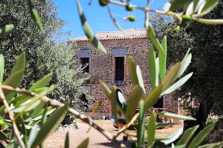 Stone house framed by olive branches on a sunny day.