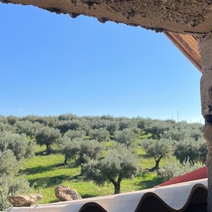 Olive groves in Francavilla Angitola Calabria