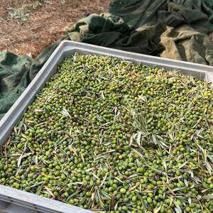 A large bin filled with freshly picked green olives.