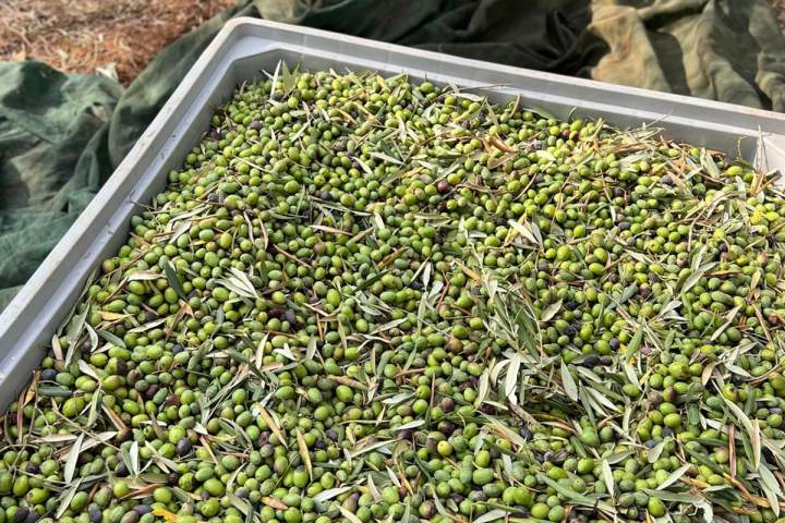 A large bin filled with freshly picked green olives.